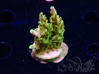 WYSIWYG RAH Acropora Gold Finger 5N2