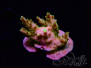 WYSIWYG RAH Acropora Gold Finger