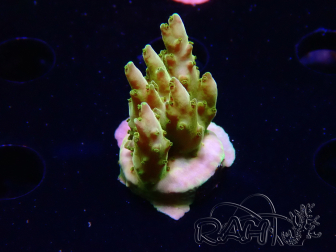 WYSIWYG RAH Acropora Gold Finger 5N4
