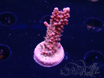 WYSIWYG RAH Acropora Flamingo Fury 5N8