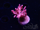 WYSIWYG RAH Acropora Flamingo Fury 5N9