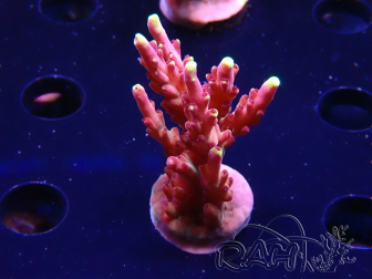 WYSIWYG JF Acropora Fox Flame 5O3