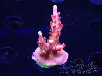 WYSIWYG JF Acropora Fox Flame 5O4
