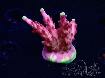 WYSIWYG JF Acropora Fox Flame 5O5