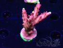WYSIWYG JF Acropora Fox Flame