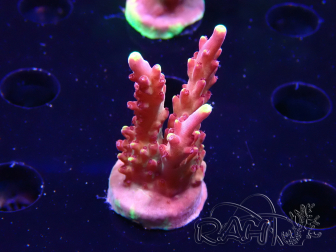 WYSIWYG JF Acropora Fox Flame