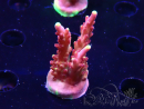 WYSIWYG JF Acropora Fox Flame