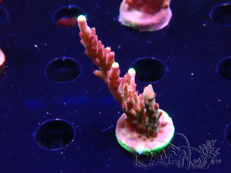 WYSIWYG JF Acropora Fox Flame 5O8