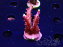 WYSIWYG JF Acropora Fox Flame 5O9
