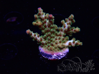 WYSIWYG RAH Acropora Astro-berry