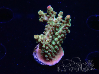 WYSIWYG RAH Acropora Astro-berry 5P3