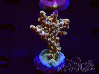 WYSIWYG RAH Acropora Astro-berry 5P1
