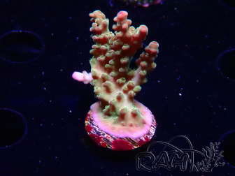 WYSIWYG RAH Acropora Astro-berry 5P5