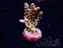 WYSIWYG RAH Acropora Astro-berry