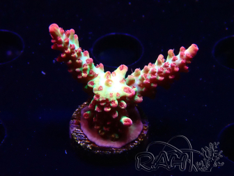 WYSIWYG RAH Acropora microclados Strawberry Shortcake