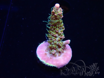 WYSIWYG CC Acropora Vodoo Majick 5Q7
