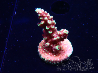 WYSIWYG Acropora Drachenatem