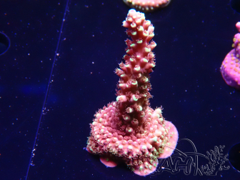 WYSIWYG Acropora Drachenatem