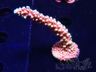 WYSIWYG Acropora Dragon Breath 5R3