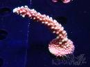 WYSIWYG Acropora Drachenatem