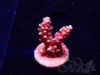 WYSIWYG Acropora Dragon Breath 5R4