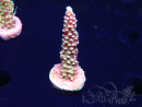WYSIWYG Acropora Drachenatem
