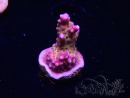 WYSIWYG WC Acropora donei Merlin's Staff 5S1