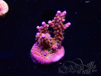 WYSIWYG RAH Acropora donei Merlin's Staff