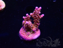 WYSIWYG WC Acropora donei Merlin's Staff 5S2