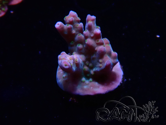 WYSIWYG RAH Acropora donei Hot Shot 5S6