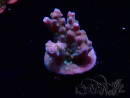 WYSIWYG RAH Acropora donei Hot Shot 5S6