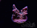 WYSIWYG RAH Acropora donei Hot Shot 5S7