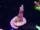 WYSIWYG RAH Acropora Nightshade 5U7
