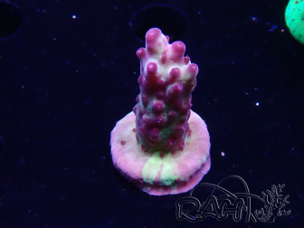 WYSIWYG RAH Acropora Nightshade
