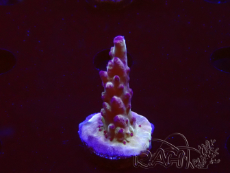 WYSIWYG RAH Acropora Nightshade 5U6