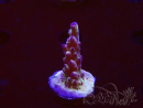 WYSIWYG RAH Acropora Nightshade 5U6