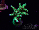WYSIWYG RAH Acropora Bogani