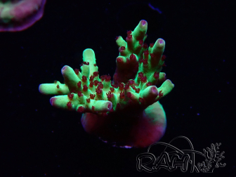WYSIWYG RAH Acropora Bogani
