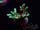 WYSIWYG RAH Acropora Bogani