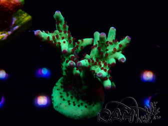 WYSIWYG RAH Acropora Bogani 5V8