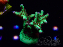 WYSIWYG RAH Acropora Bogani