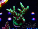 WYSIWYG RAH Acropora Bogani