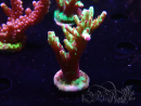 WYSIWYG RAH Acropora Bogani 5V10