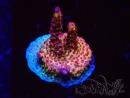 WYSIWYG - Acropora PC Rainbow 5I8