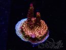 WYSIWYG - Acropora PC Rainbow 5I8