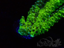 WYSIWYG - CB Incredible Hulk Montipora GRAFTED