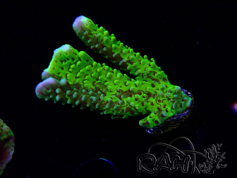WYSIWYG - CB Incredible Hulk Montipora GRAFTED 5L3