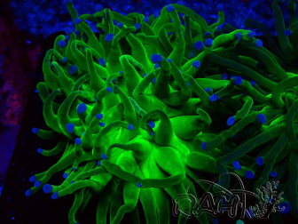 WYSIWYG Euphyllia glabrescens (Mariculture acclimated under LED) 8A1
