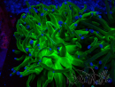 WYSIWYG Euphyllia glabrescens (Mariculture acclimated under LED) 8A1