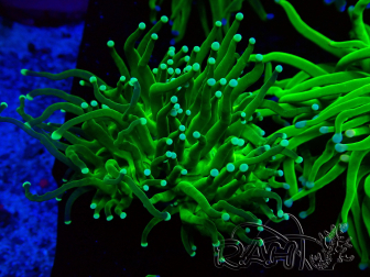 WYSIWYG Euphyllia glabrescens (Mariculture acclimaté sous LED) 8A2